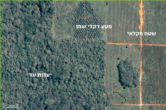בירוא יערות בבורנאו, מלזיה